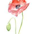 Red Poppy